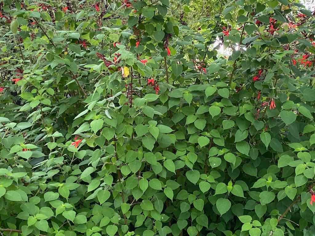 Braymont Gardens Image -637aa27b792e8