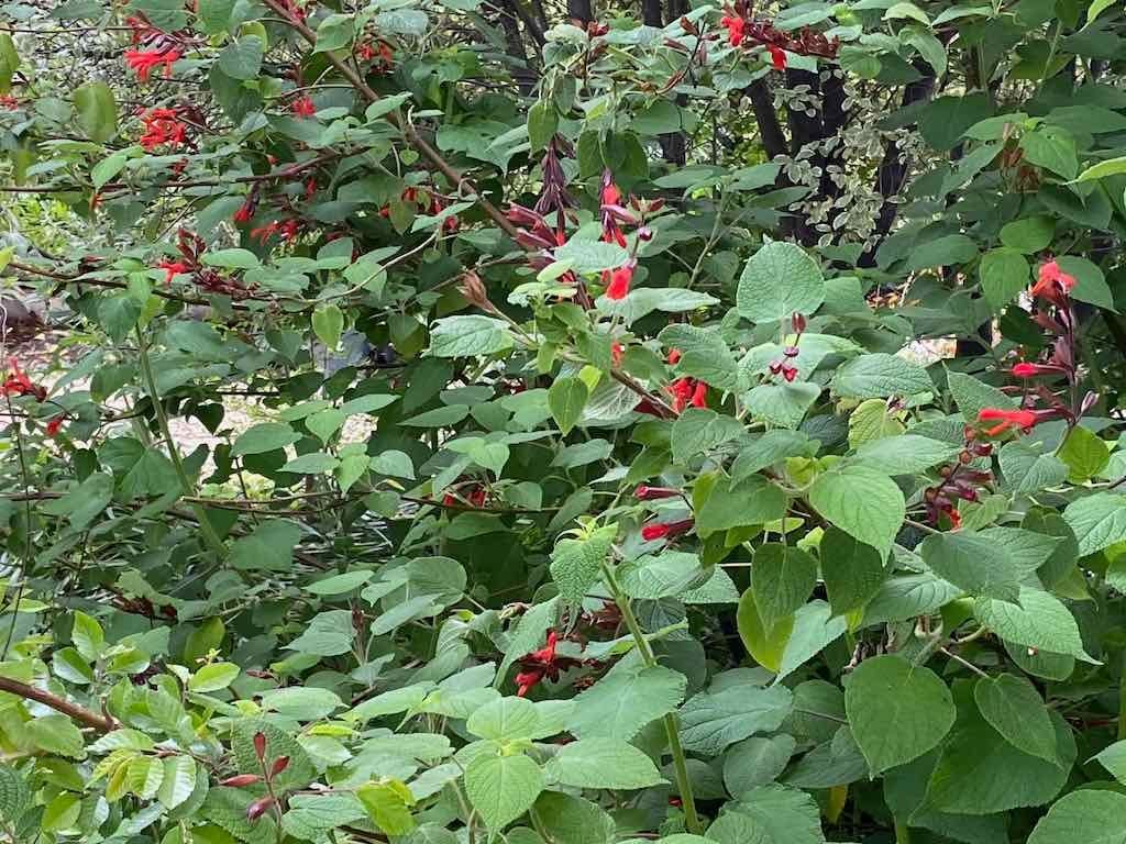 Braymont Gardens Image -637aa27bac38a