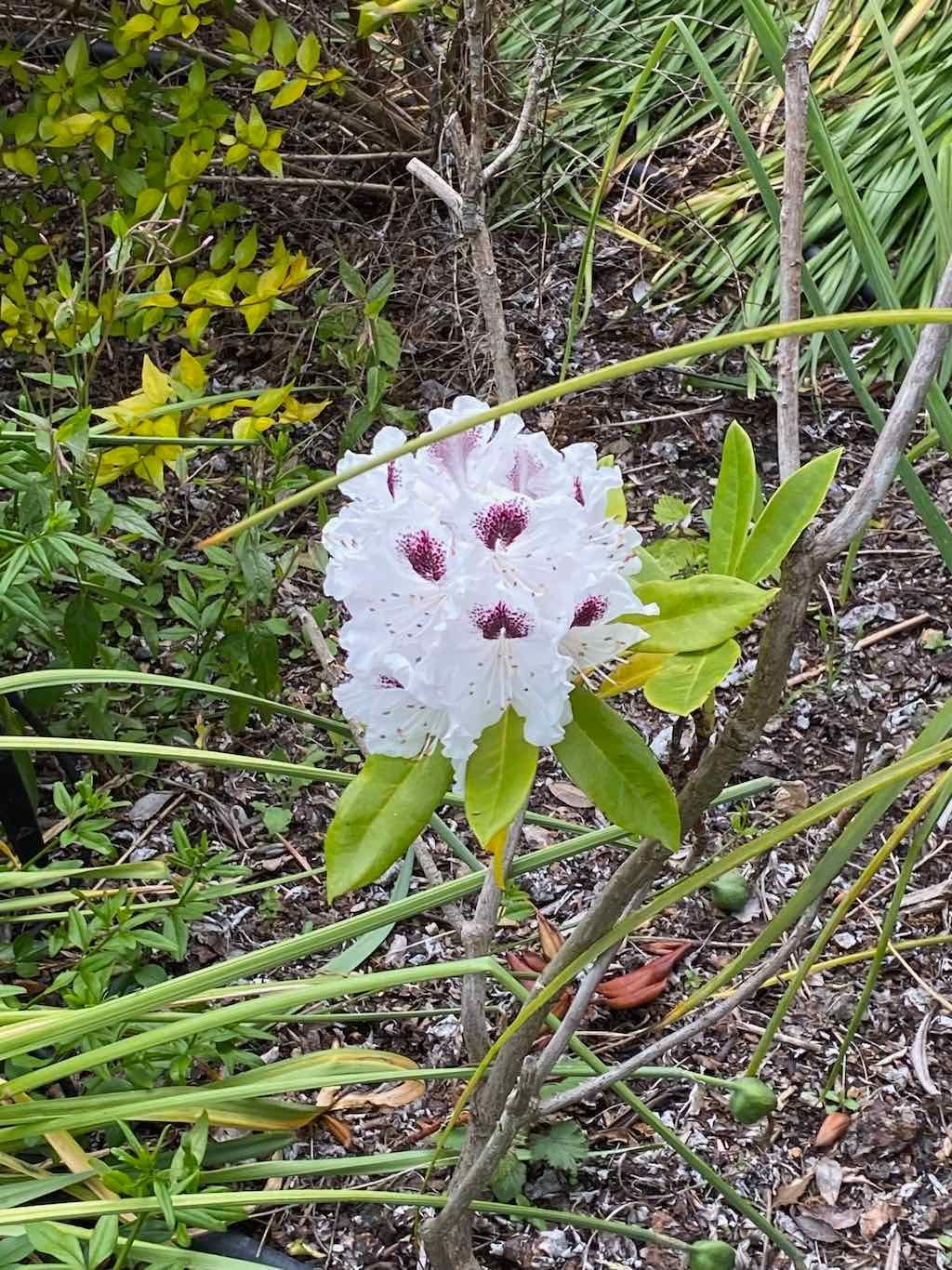 Braymont Gardens Image -637aa27bf3e74