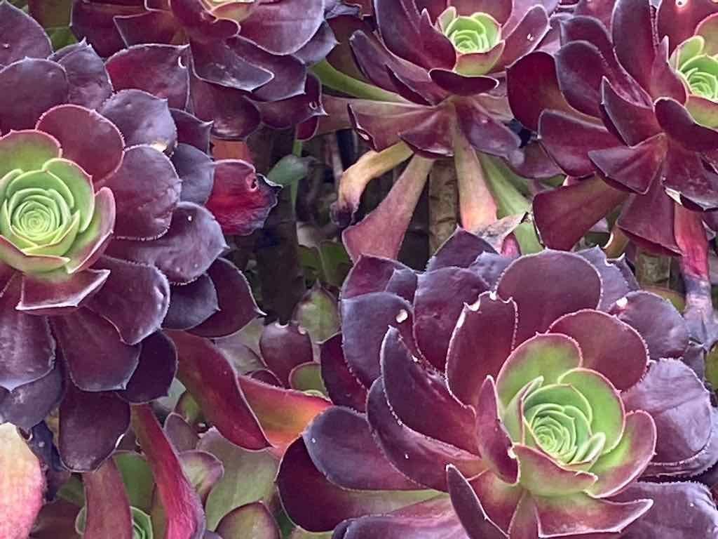 Braymont Gardens Image -637aa27cbba35