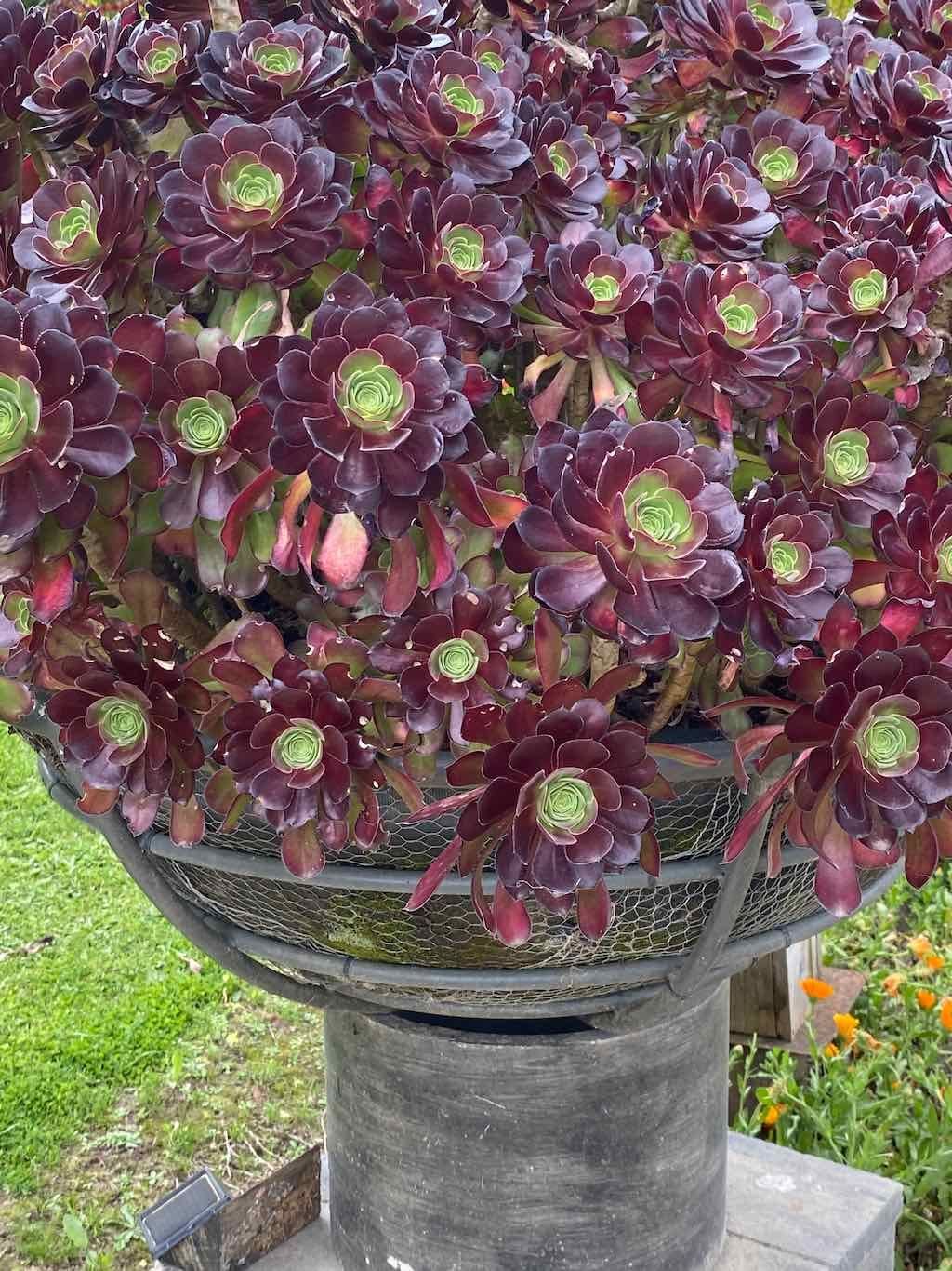 Braymont Gardens Image -637aa27d0acb5