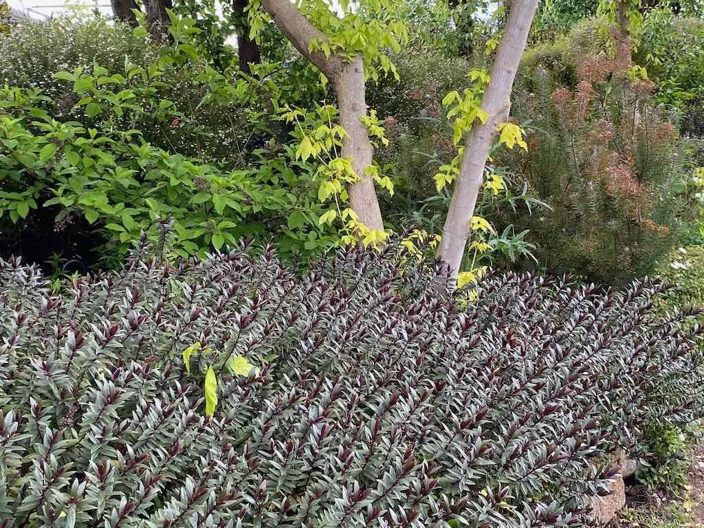 Braymont Gardens Image -637aa27d44220