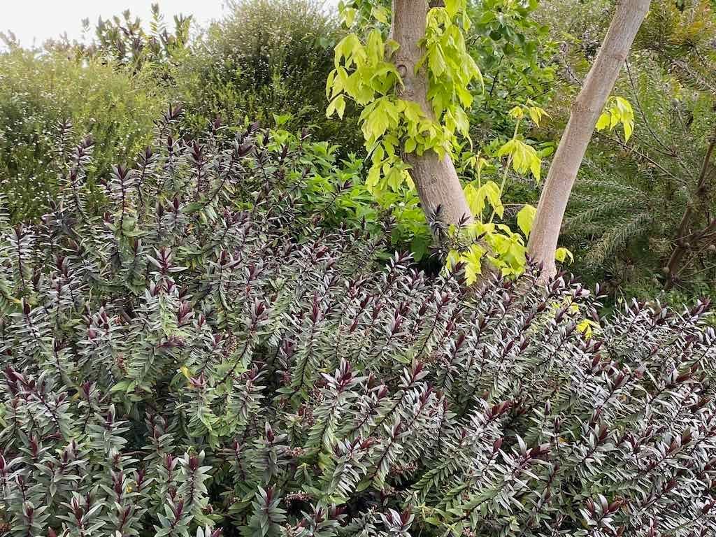 Braymont Gardens Image -637aa27d8889a