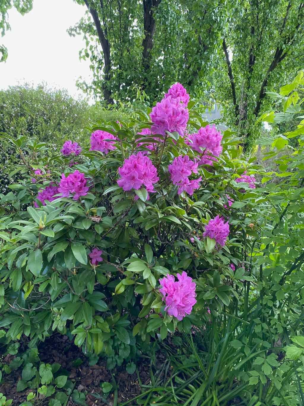 Braymont Gardens Image -637aa27edce41