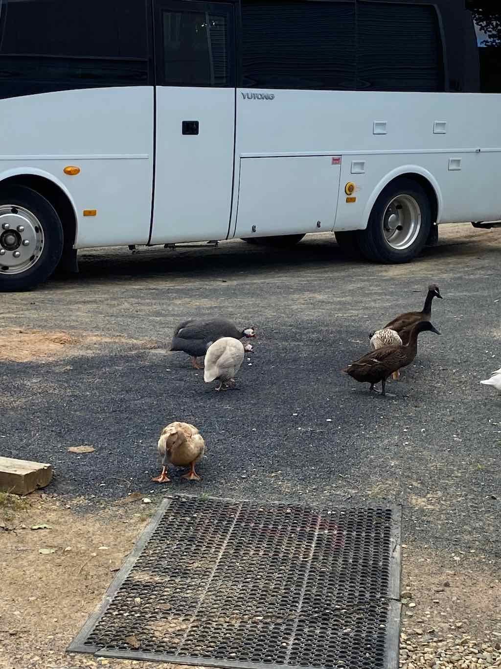 Braymont Gardens Image -637aa27f6c8cf