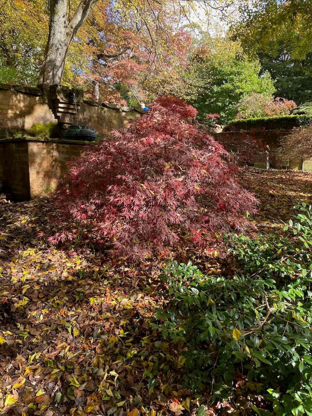 May 2023 Bathurst Mayfield Garden Tour Image -64605bbc06cf6
