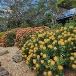 Mount Tomah Botanic Gardens October 2023 Tour Image -652b163cccd8b