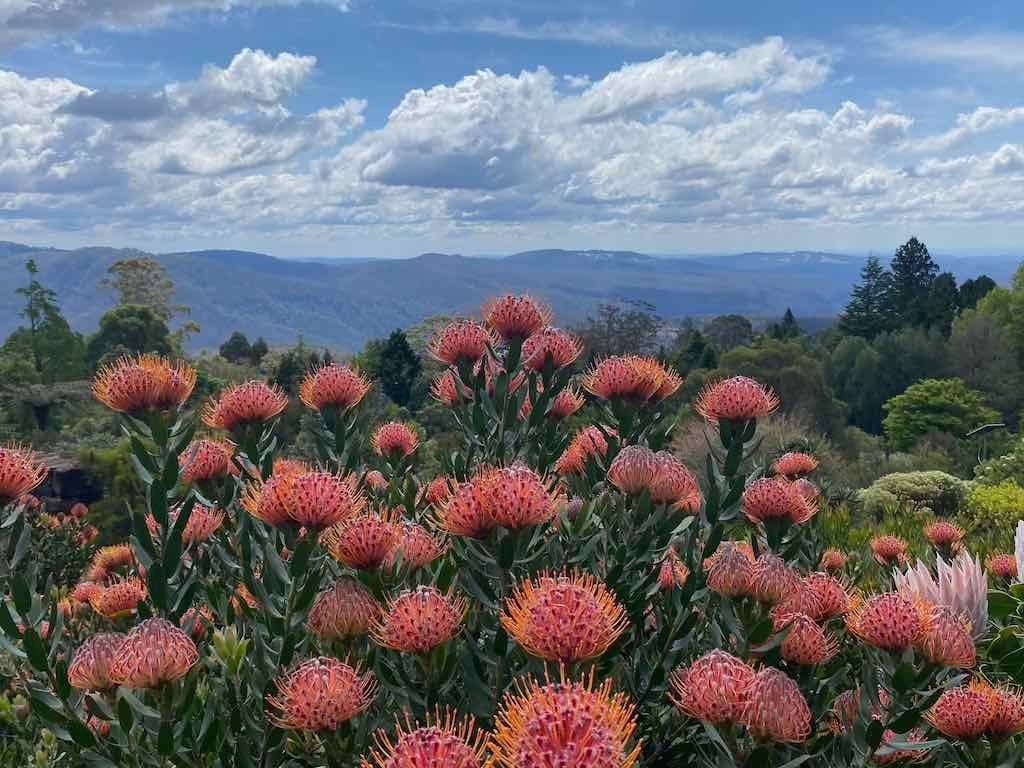 Mount Tomah Botanic Gardens October 2023 Tour Mount Tomah Botanic Gardens October 2023 Tour
