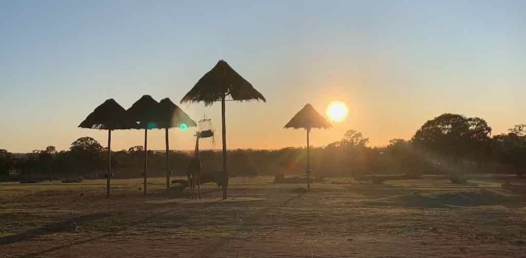 Dubbo Zoo October 2023 Dubbo Zoo October 2023