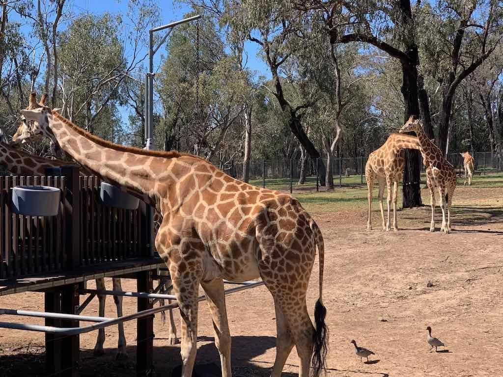 October 2023 Tour Mayfield Gardens / Dubbo Zoo Image -652b6ab642d12