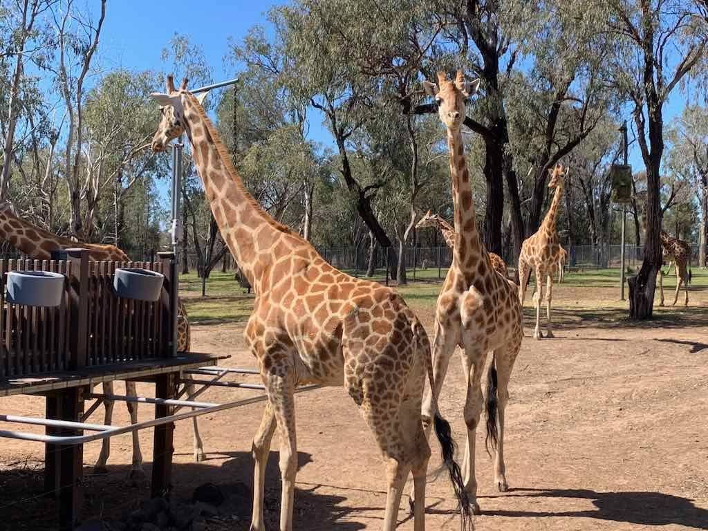 October 2023 Tour Mayfield Gardens / Dubbo Zoo Image -652b6abd02f51