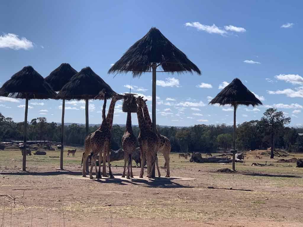 October 2023 Tour Mayfield Gardens / Dubbo Zoo Image -652b6abeb062f