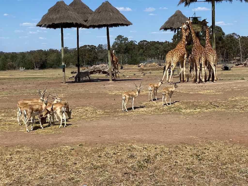 October 2023 Tour Mayfield Gardens / Dubbo Zoo Image -652b6abf4eb3e