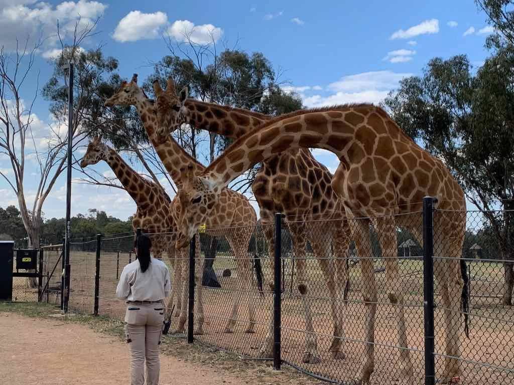 October 2023 Tour Mayfield Gardens / Dubbo Zoo Image -652b6ac00e55a