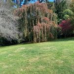 Nooroo Gardens Mount Wilson 18th April 2024 Image -6620f70ce8f29
