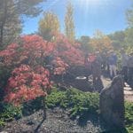Mayfield Gardens Autumn Garden Tour - April 2024 Image -6621ba093695a