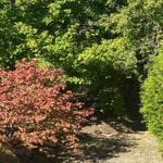 Mayfield Gardens Autumn Garden Tour - April 2024 Image -6621ba0d645ba