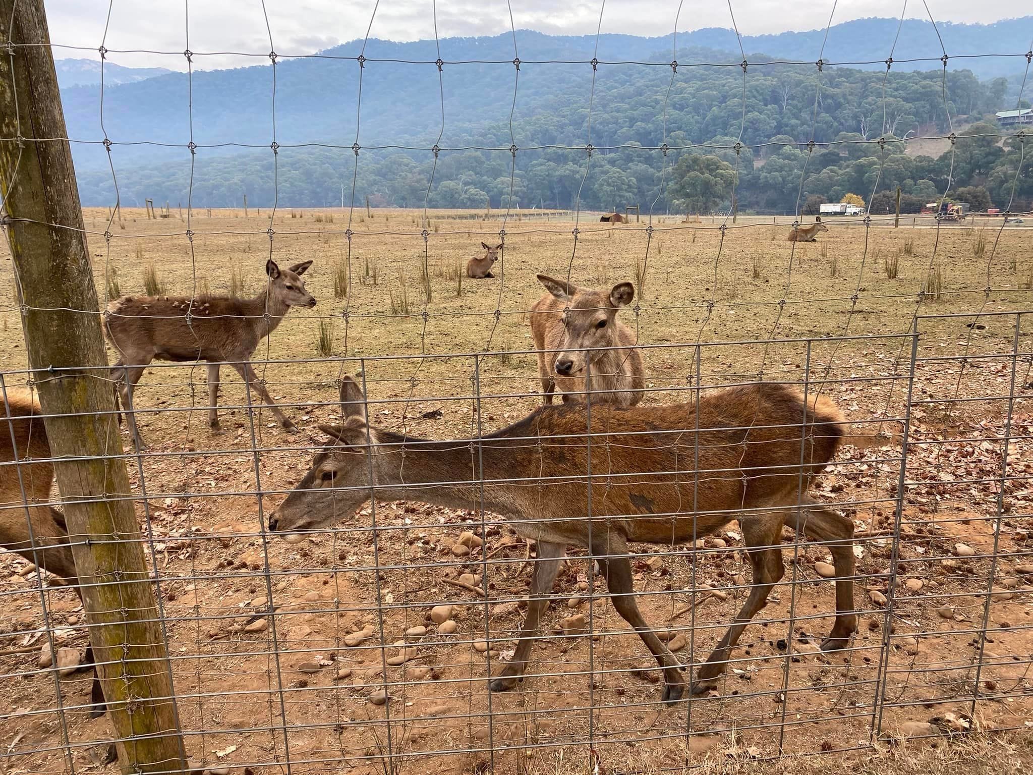 Red Stag Deer Farm - Bright 2024 Tour Image -663accbb8760f