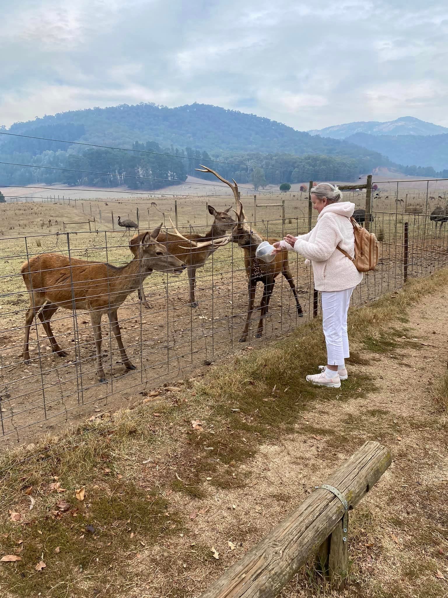 Red Stag Deer Farm - Bright 2024 Tour Image -663accd3659af