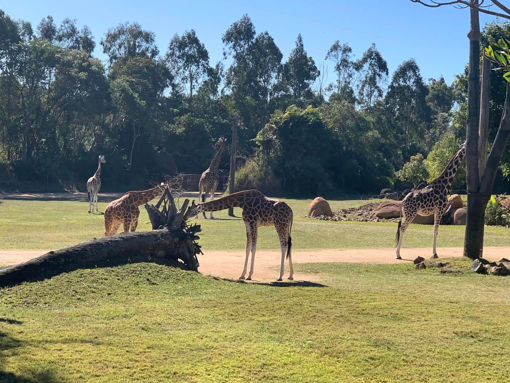 Australia Zoo 2024 Chasing the Sun Tour Image -66b58c0f61741