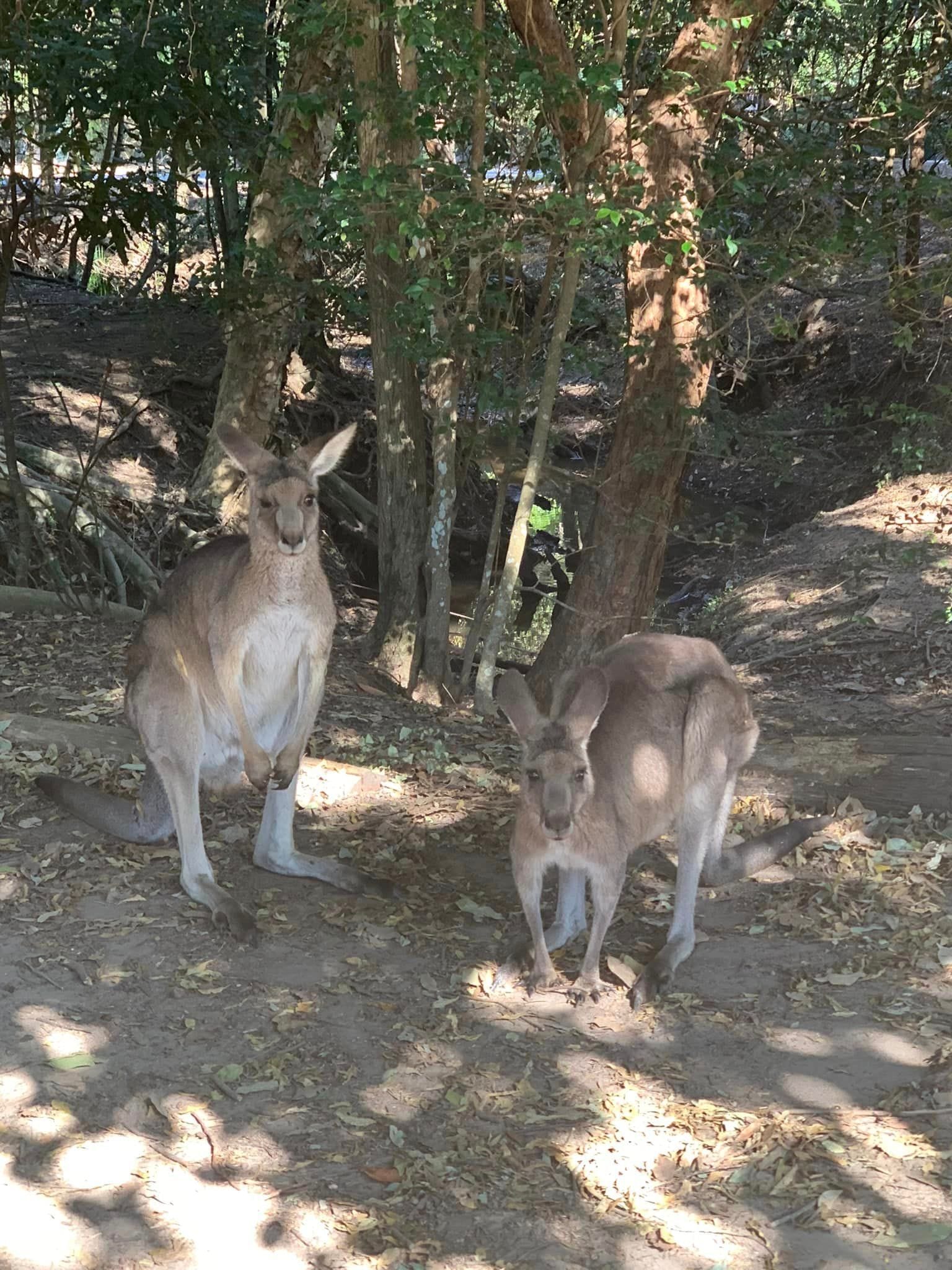 Australia Zoo 2024 Chasing the Sun Tour Image -66b58c10d3ee3