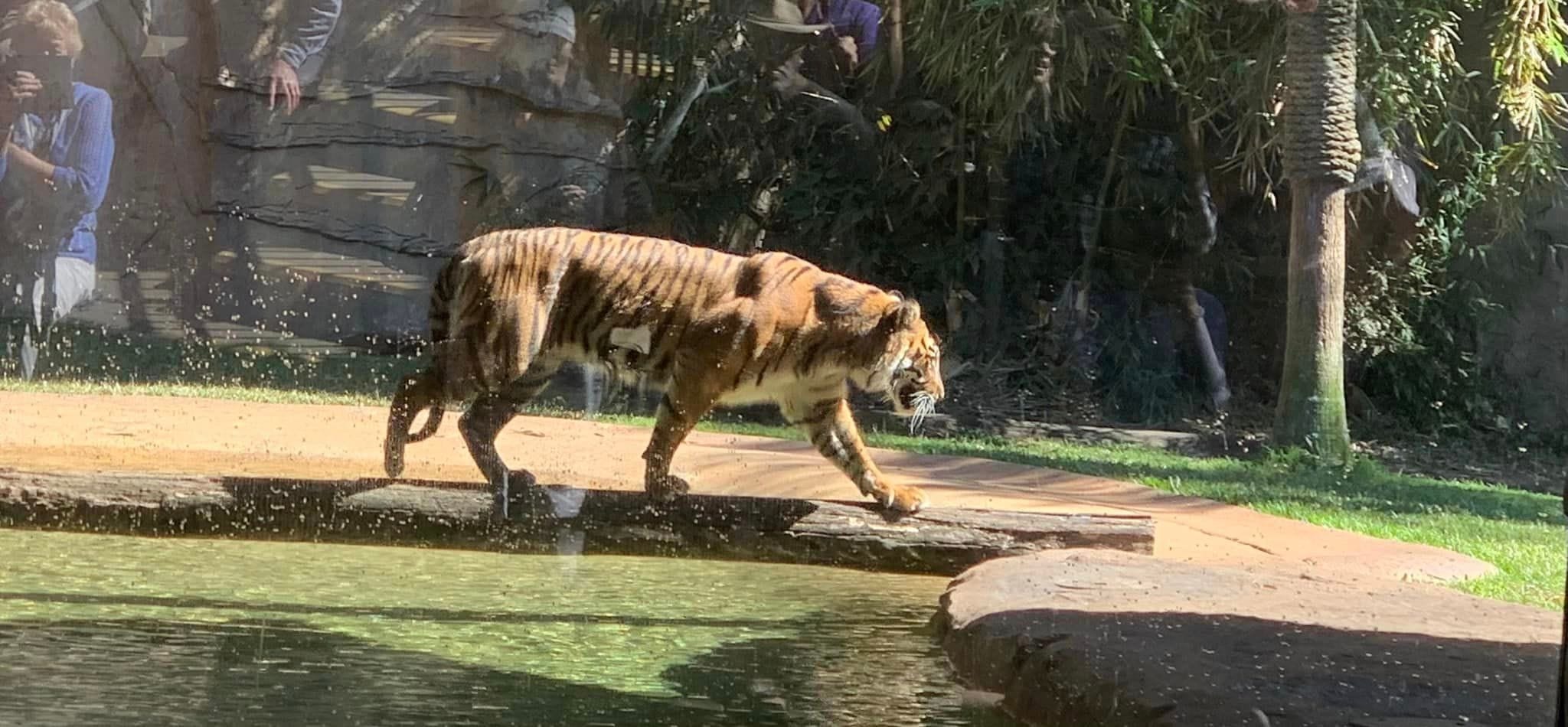 Australia Zoo 2024 Chasing the Sun Tour Image -66b58c15db377