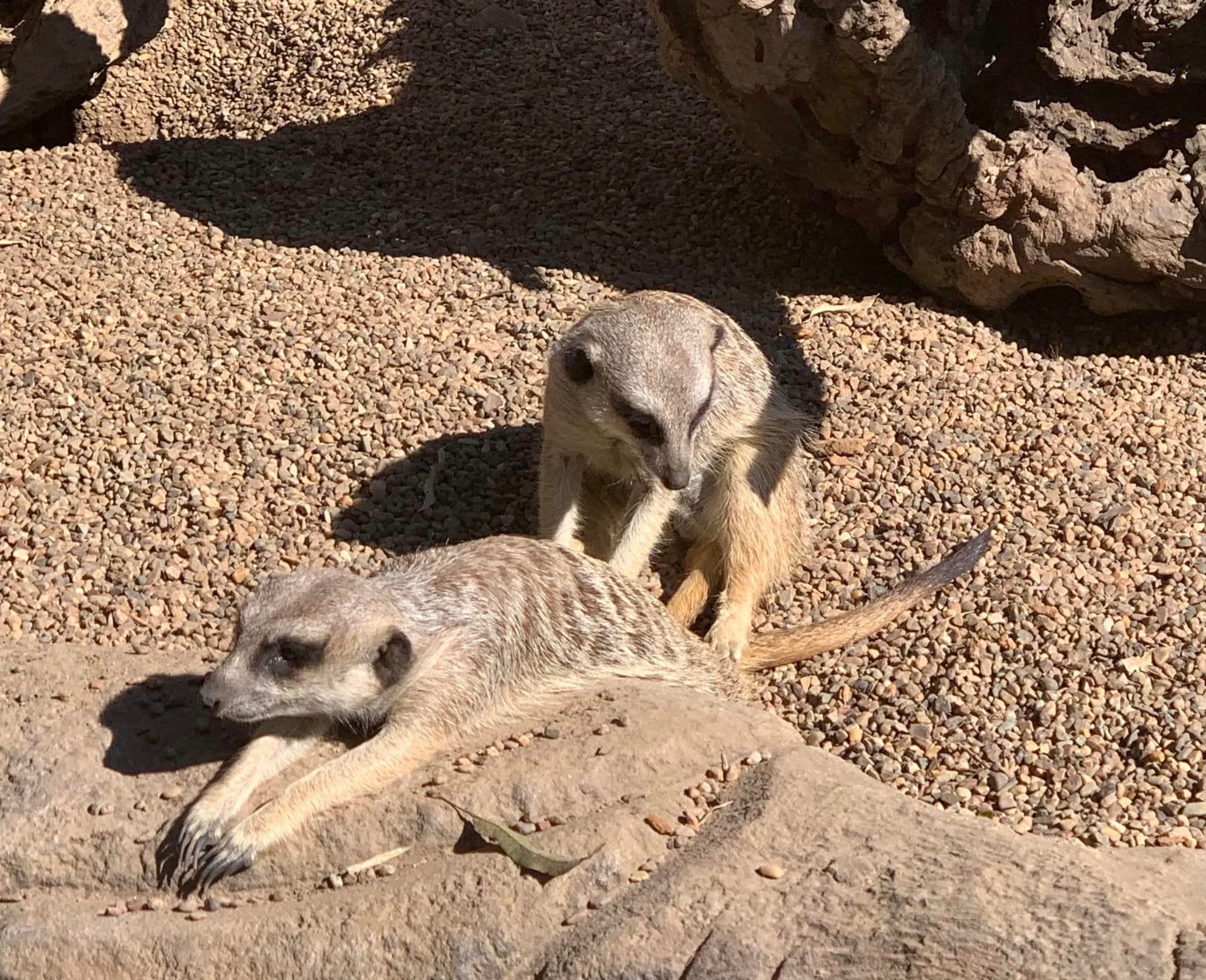 Australia Zoo 2024 Chasing the Sun Tour Image -66b58c18a985e