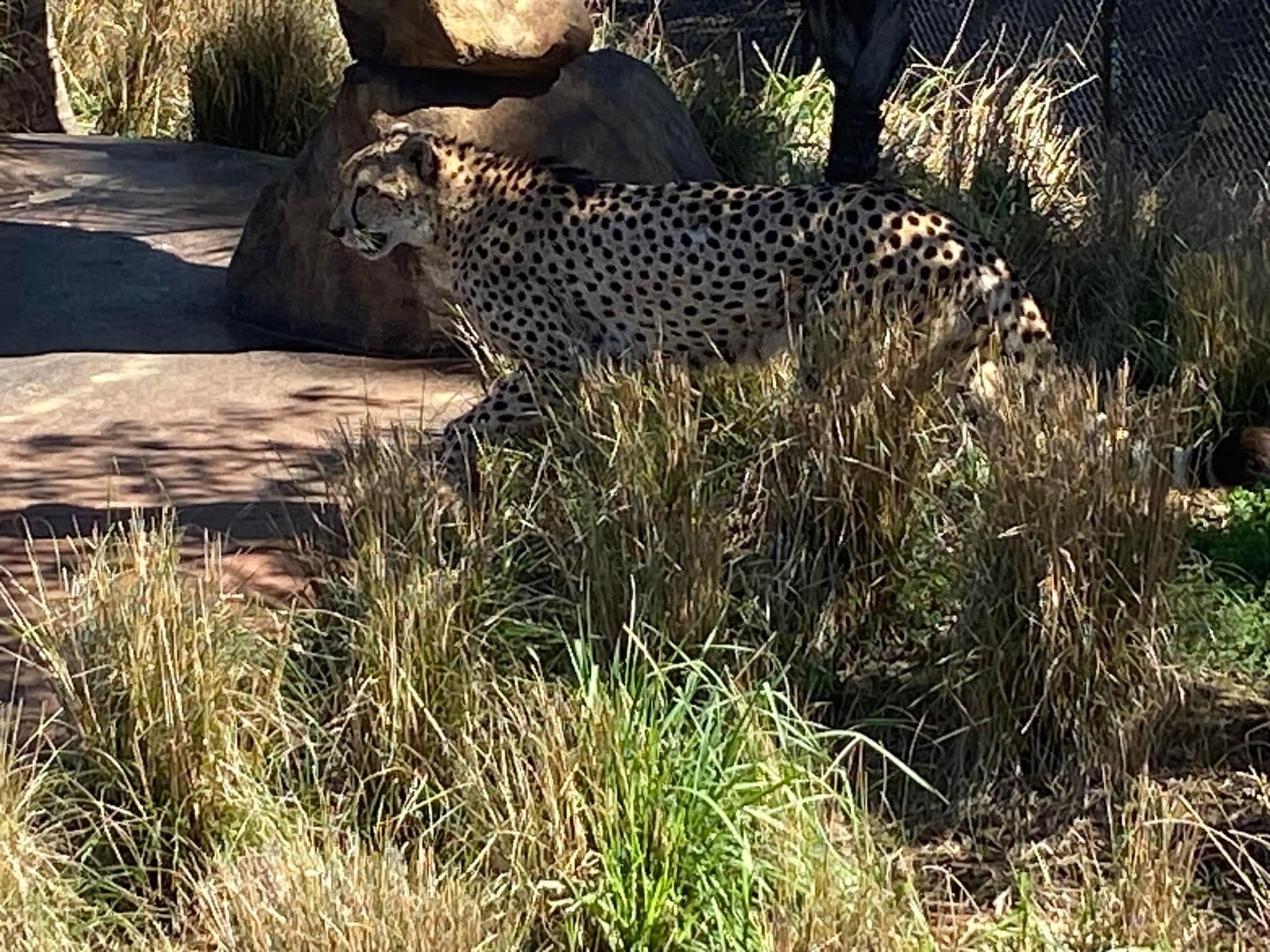 Australia Zoo 2024 Chasing the Sun Tour Image -66b58ca9c1053