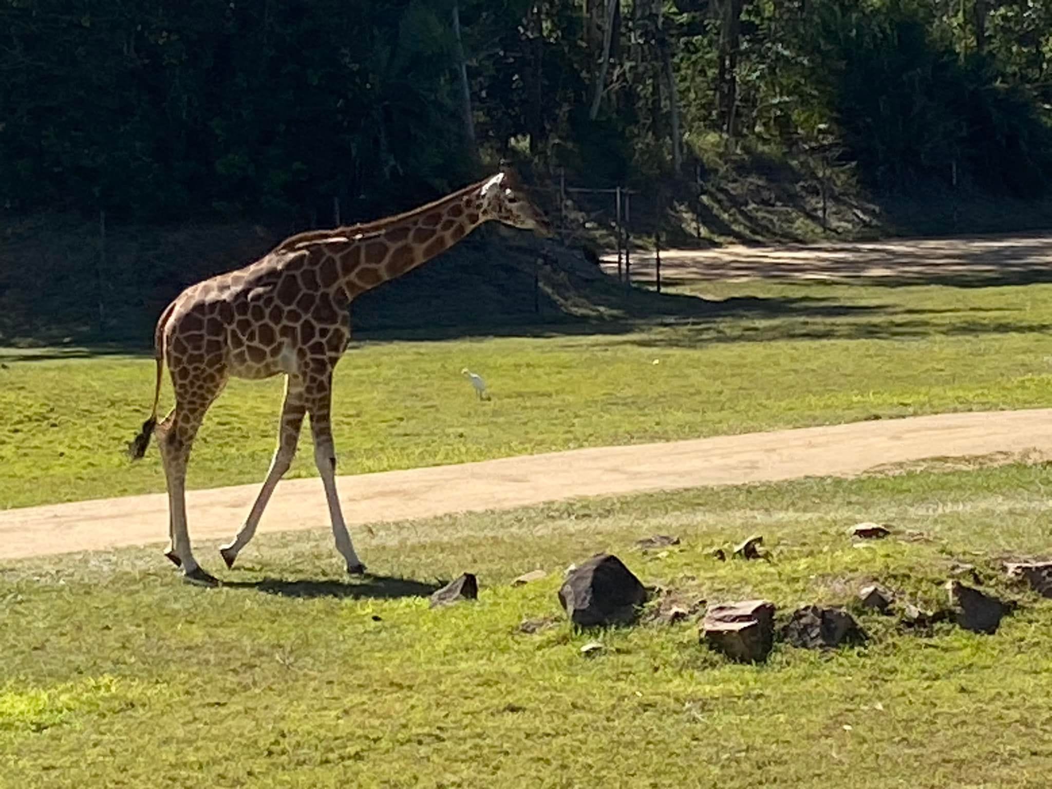 Australia Zoo 2024 Chasing the Sun Tour Image -66b58caf3e7f9