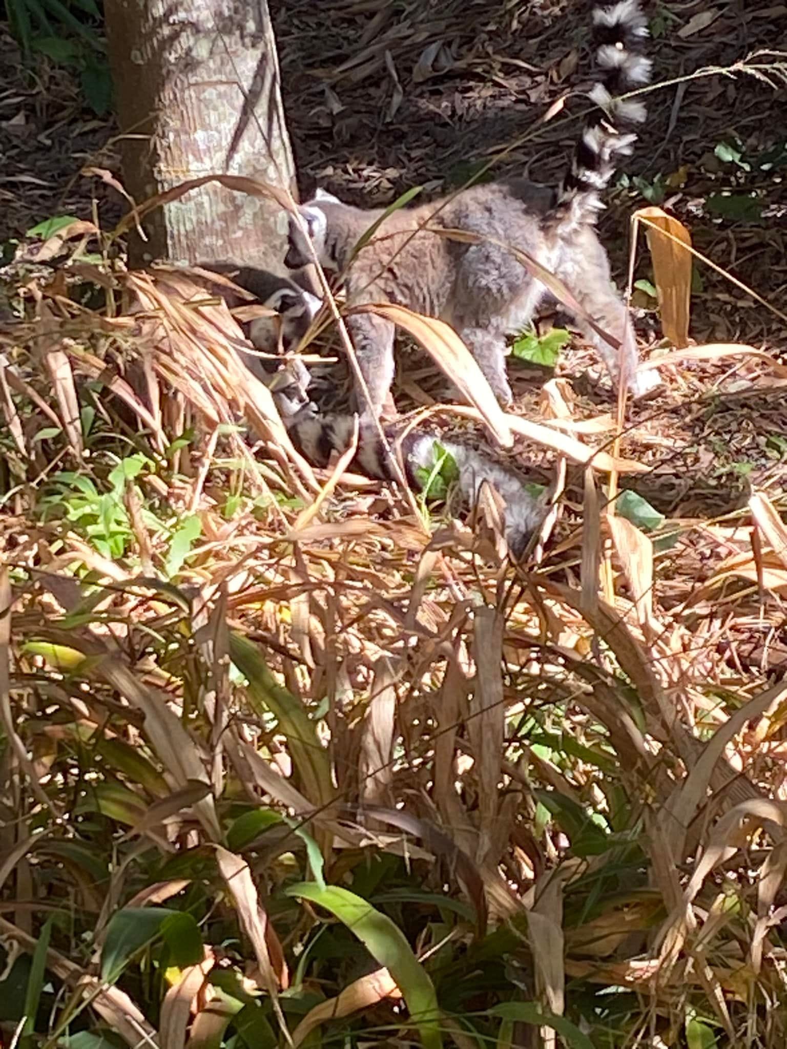 Australia Zoo 2024 Chasing the Sun Tour Image -66b58cb48bdff