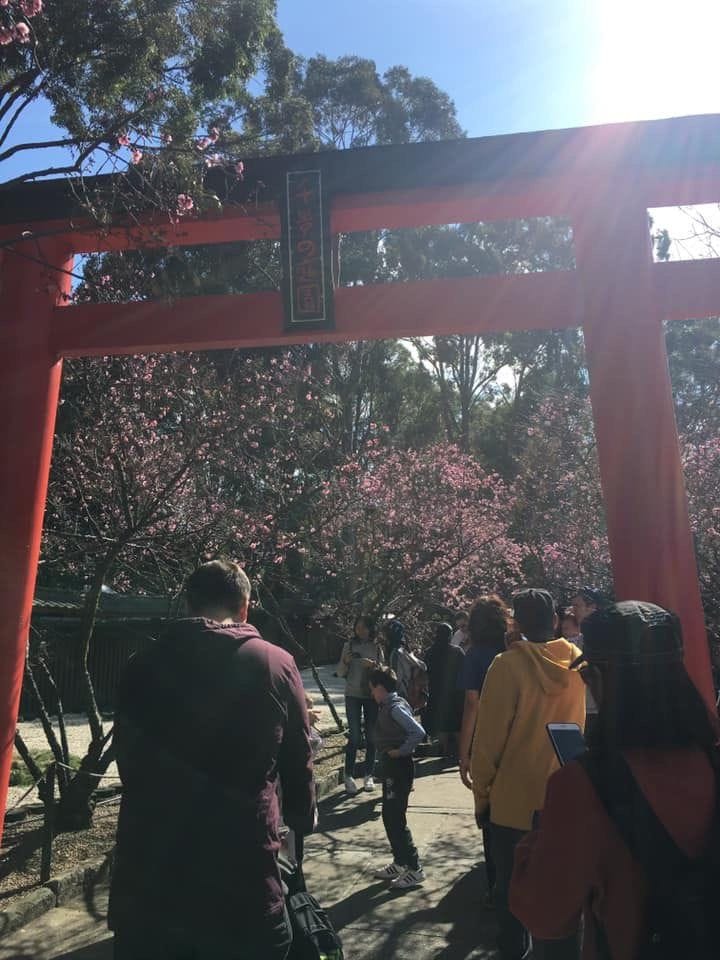 19th August 2024 Auburn Cherry Blossom Festival Image -66c30285cf398