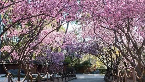 19th August 2024 Auburn Cherry Blossom Festival Image -66c3028abb70b