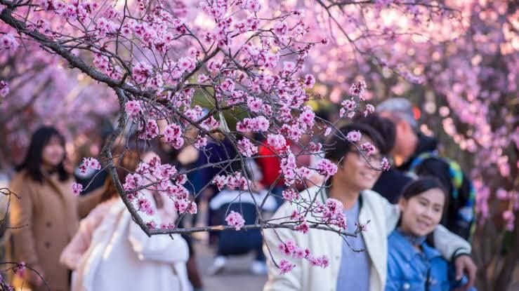 19th August 2024 Auburn Cherry Blossom Festival