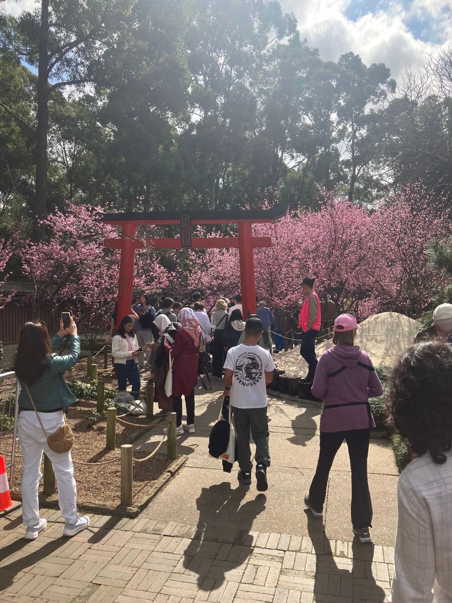 19th August 2024 Auburn Cherry Blossom Festival Image -66c30290e1f3f