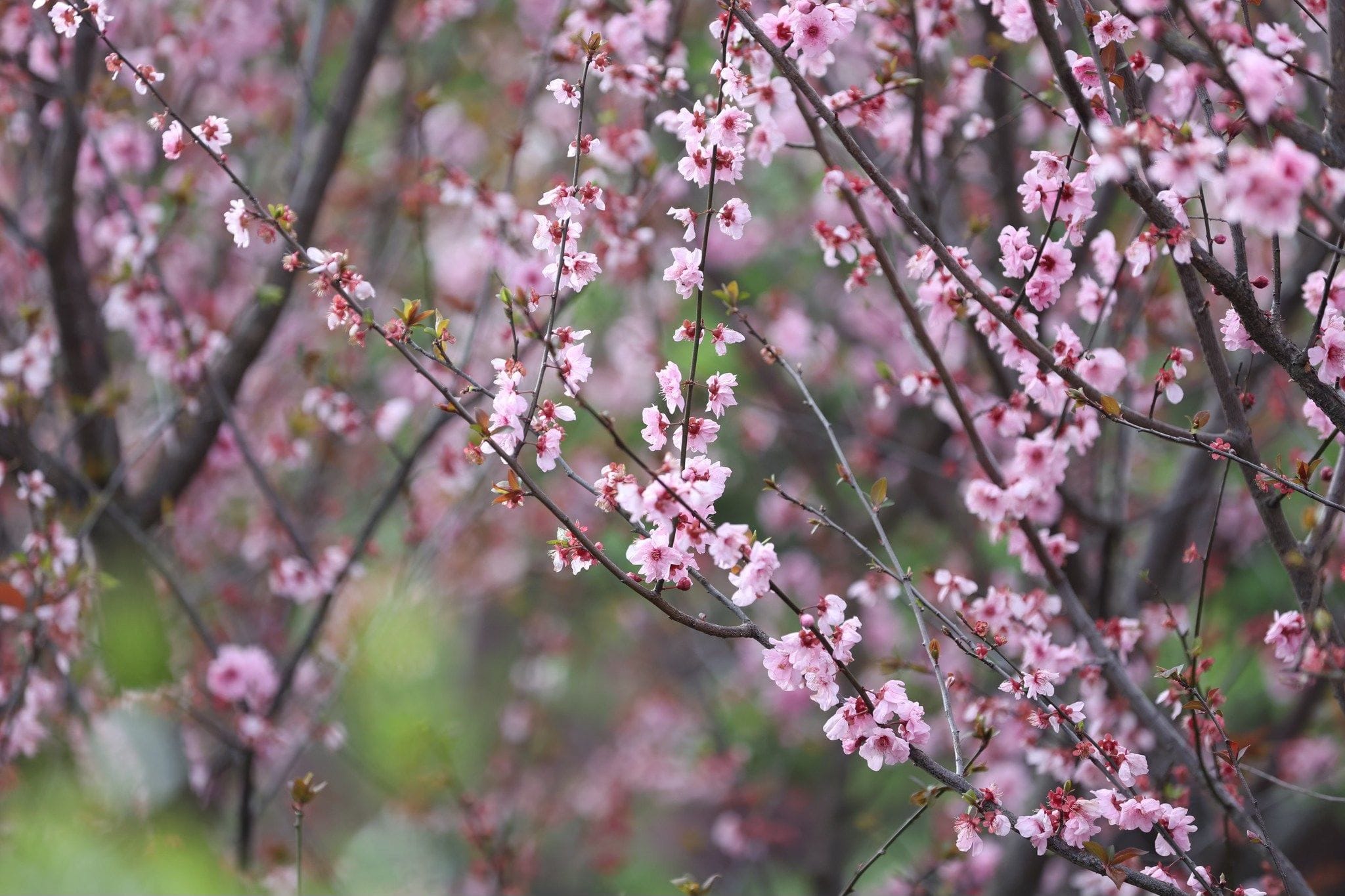 19th August 2024 Auburn Cherry Blossom Festival Image -66c3029243154