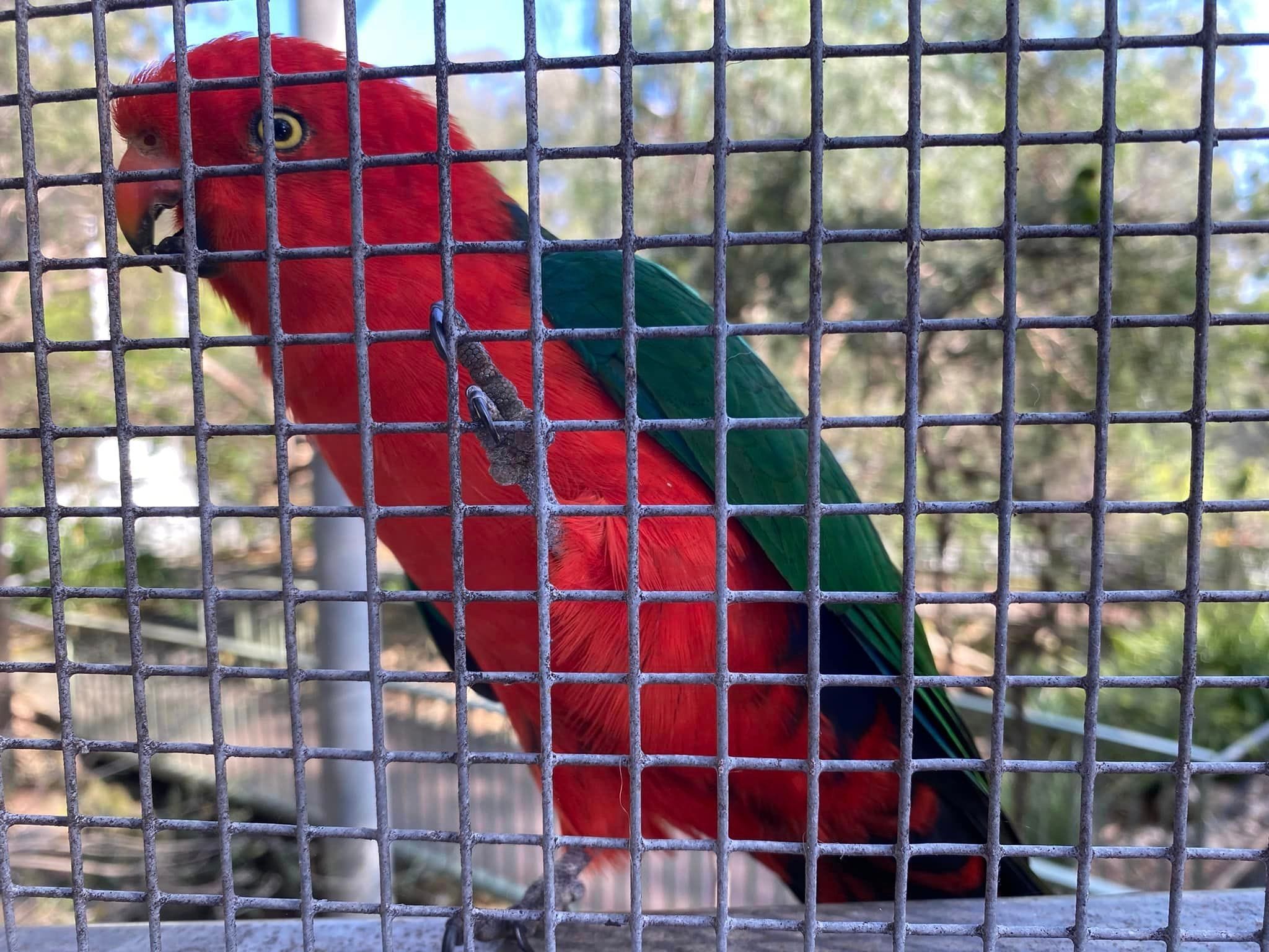 Mount Oxley Lookout & Marsupial Park Image -66f52ad1bdbf2