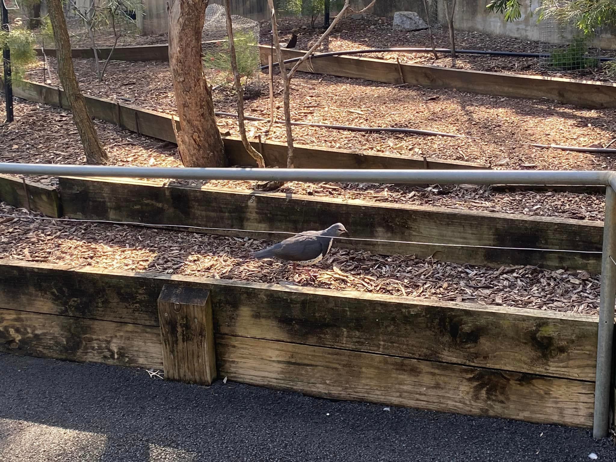 Mount Oxley Lookout & Marsupial Park Image -66f52ada79d5f