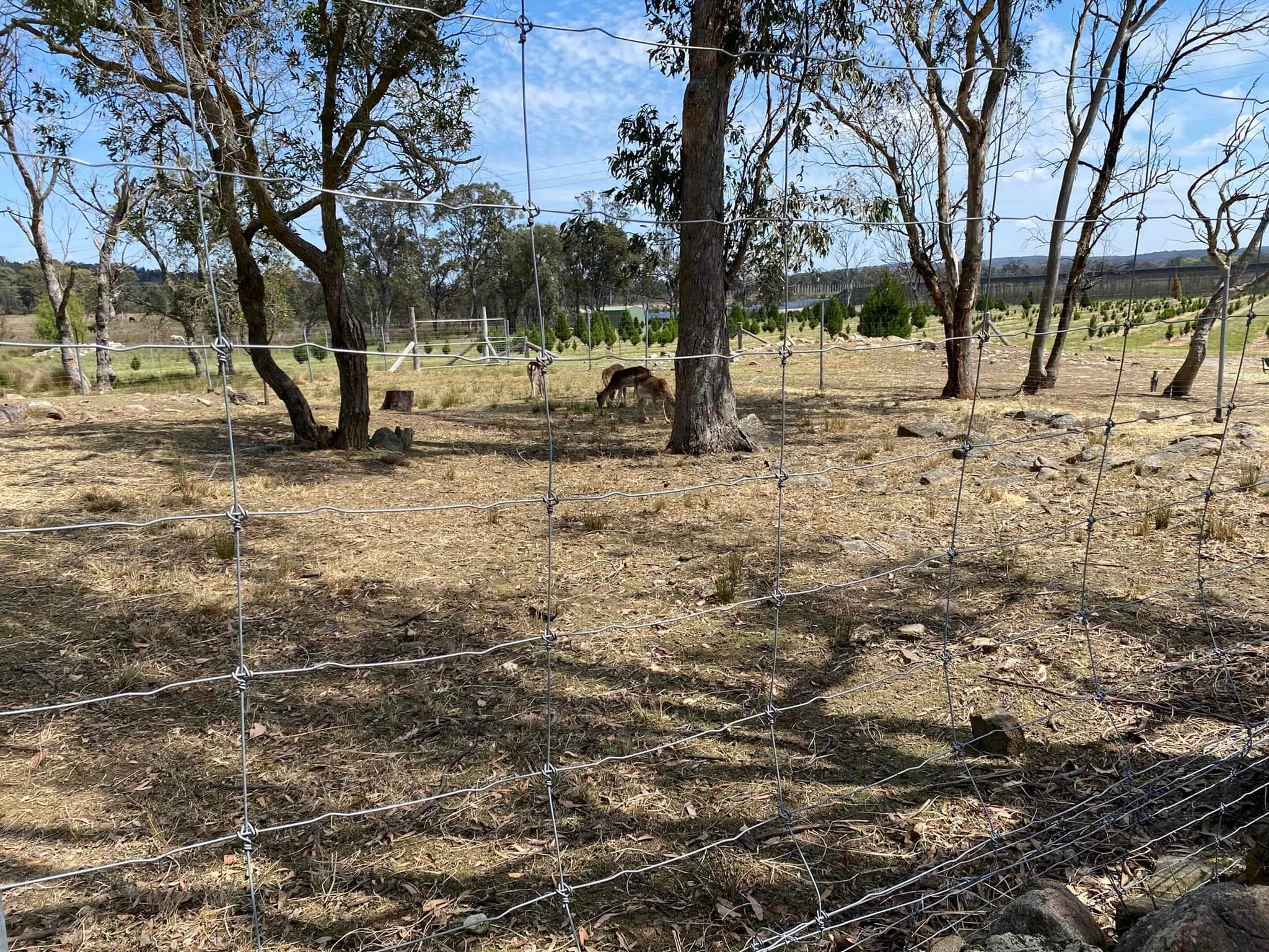 Stanthorpe 2024 Toowoomba Garden Festival Tour Image -66ff07bf4e94f