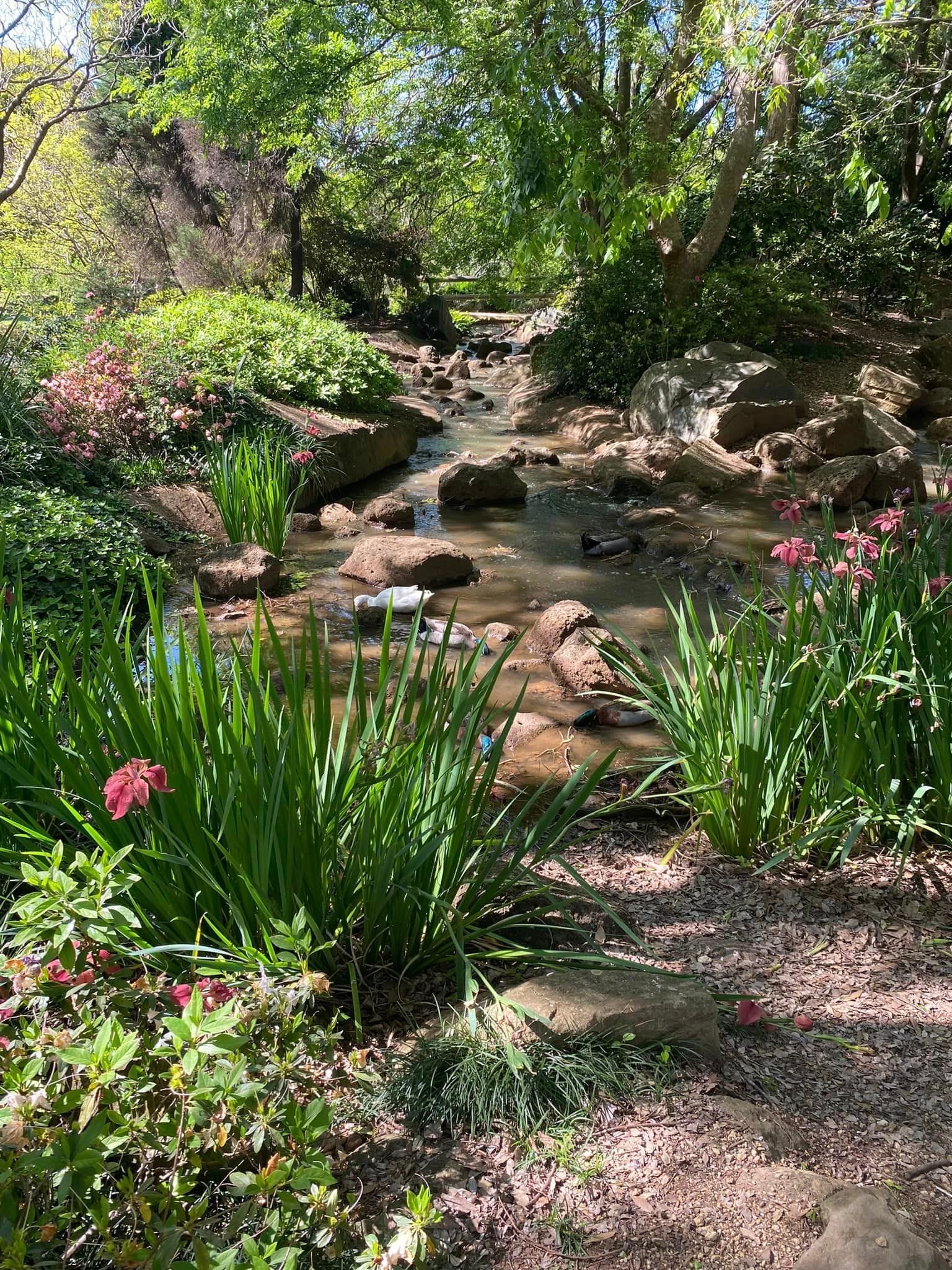 Japanese Gardens Toowoomba Image -66ff0e5e7a483