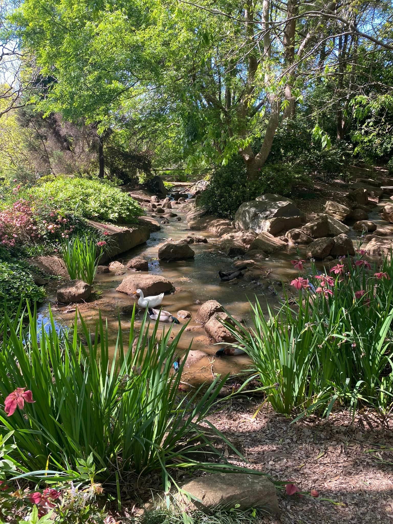 Japanese Gardens Toowoomba Image -66ff0e6799919