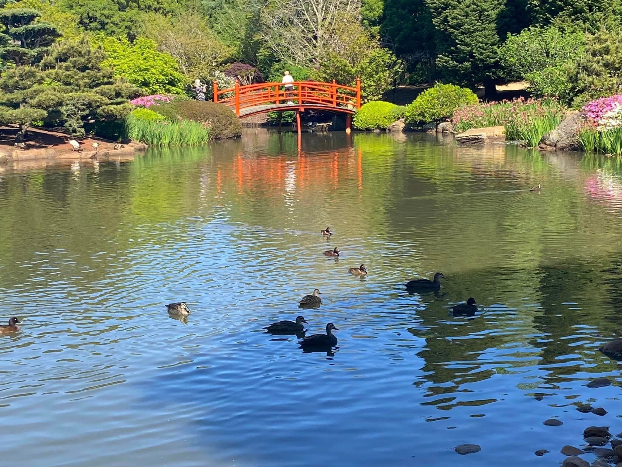 Japanese Gardens Toowoomba Image -66ff0e6c77549