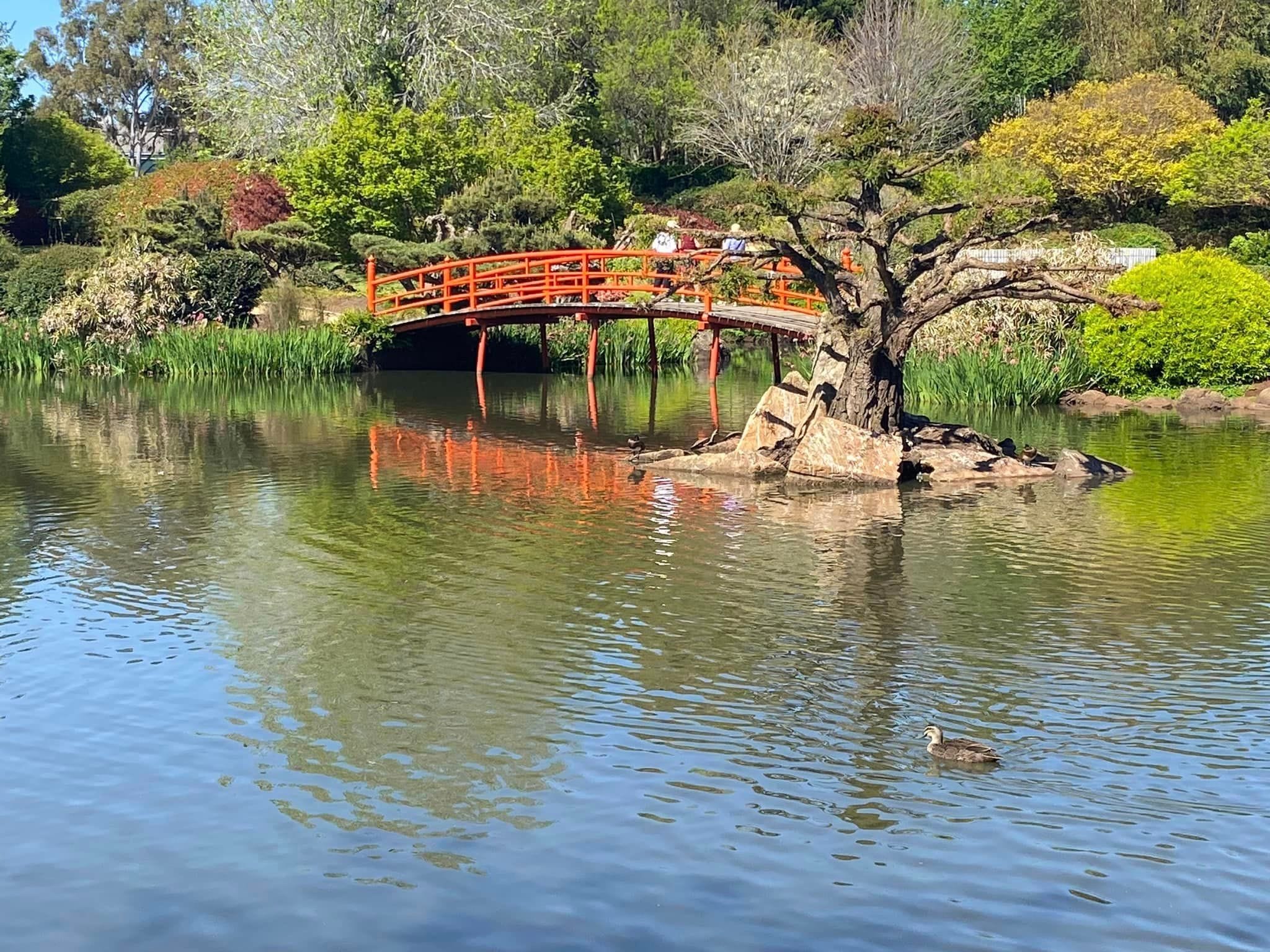 Japanese Gardens Toowoomba Image -66ff0e6ee6097