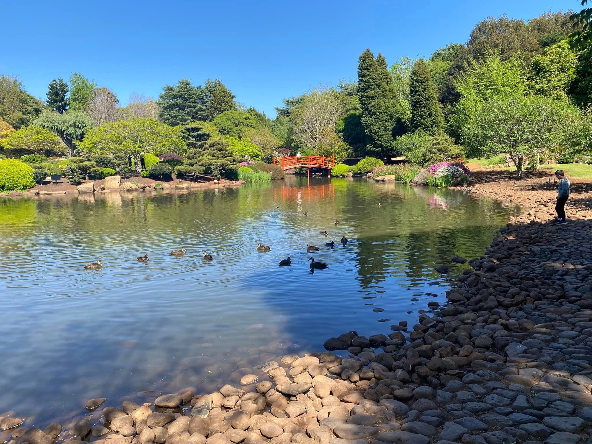 Japanese Gardens Toowoomba Image -66ff0e6fd6e5c