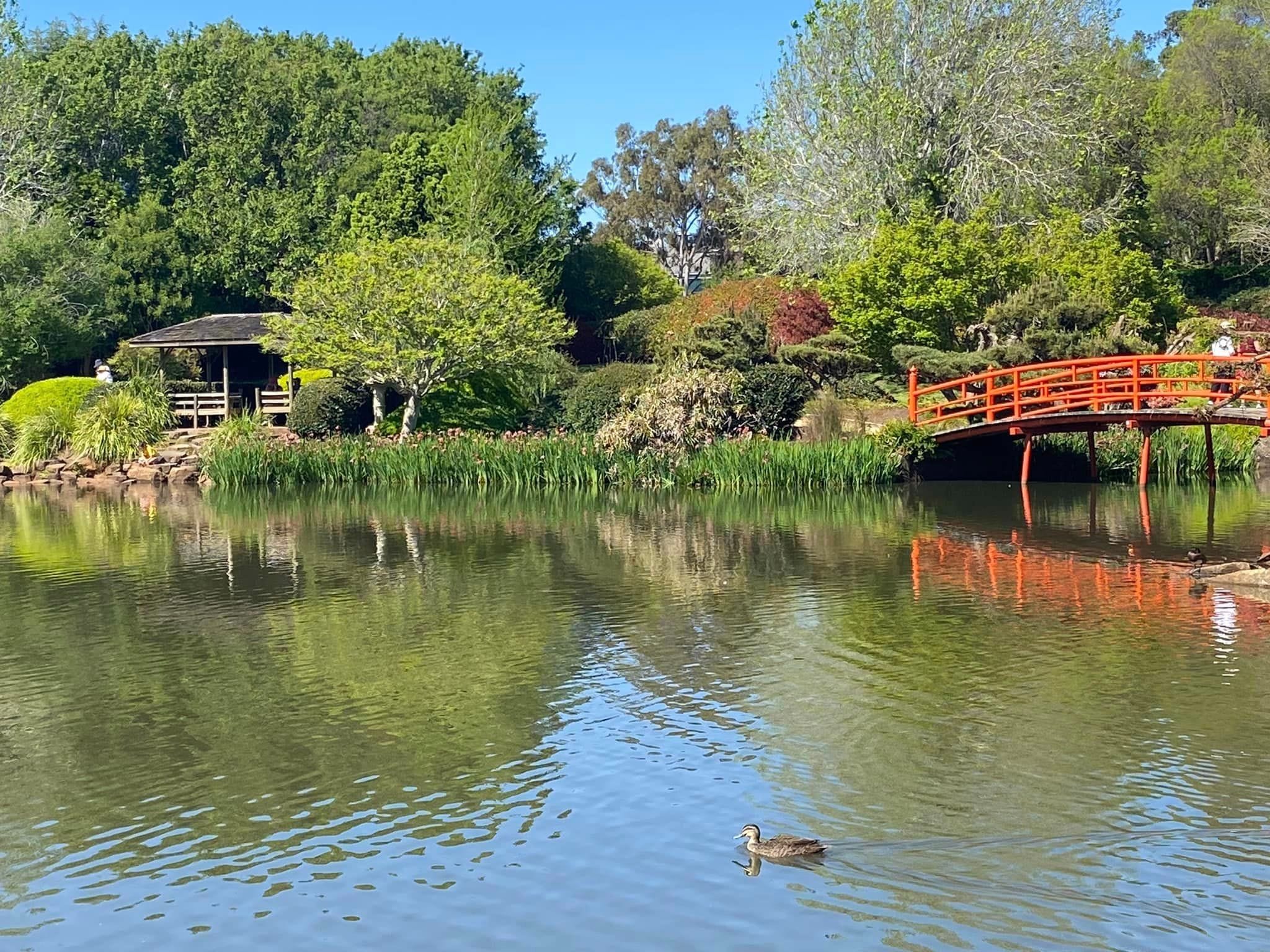 Japanese Gardens Toowoomba Image -66ff0e70745ad