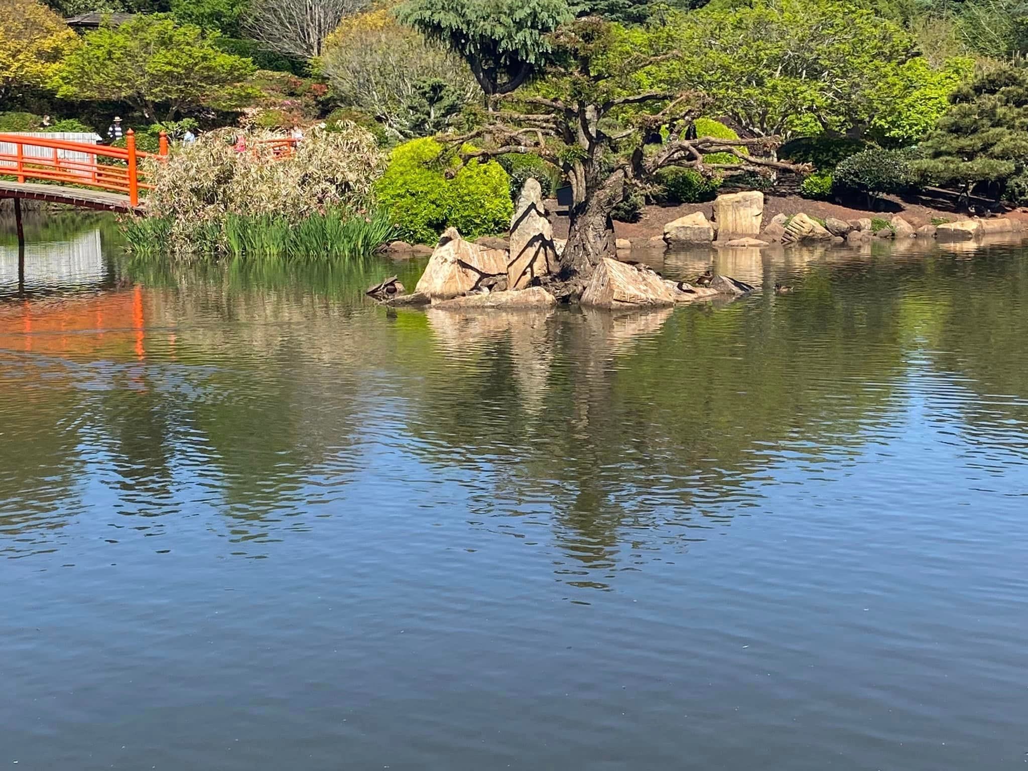 Japanese Gardens Toowoomba Image -66ff0e710c97c