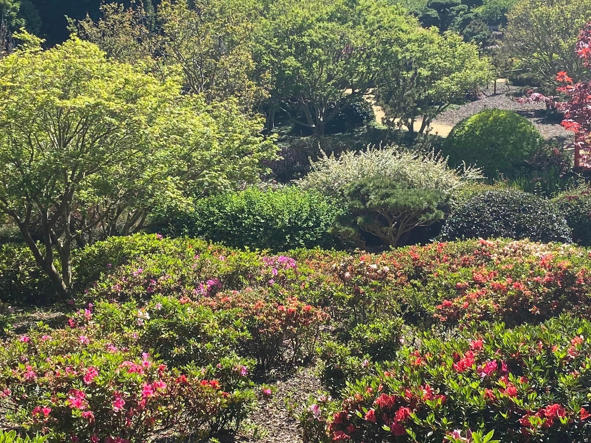 Japanese Gardens Toowoomba Image -66ff0e72eb2a0