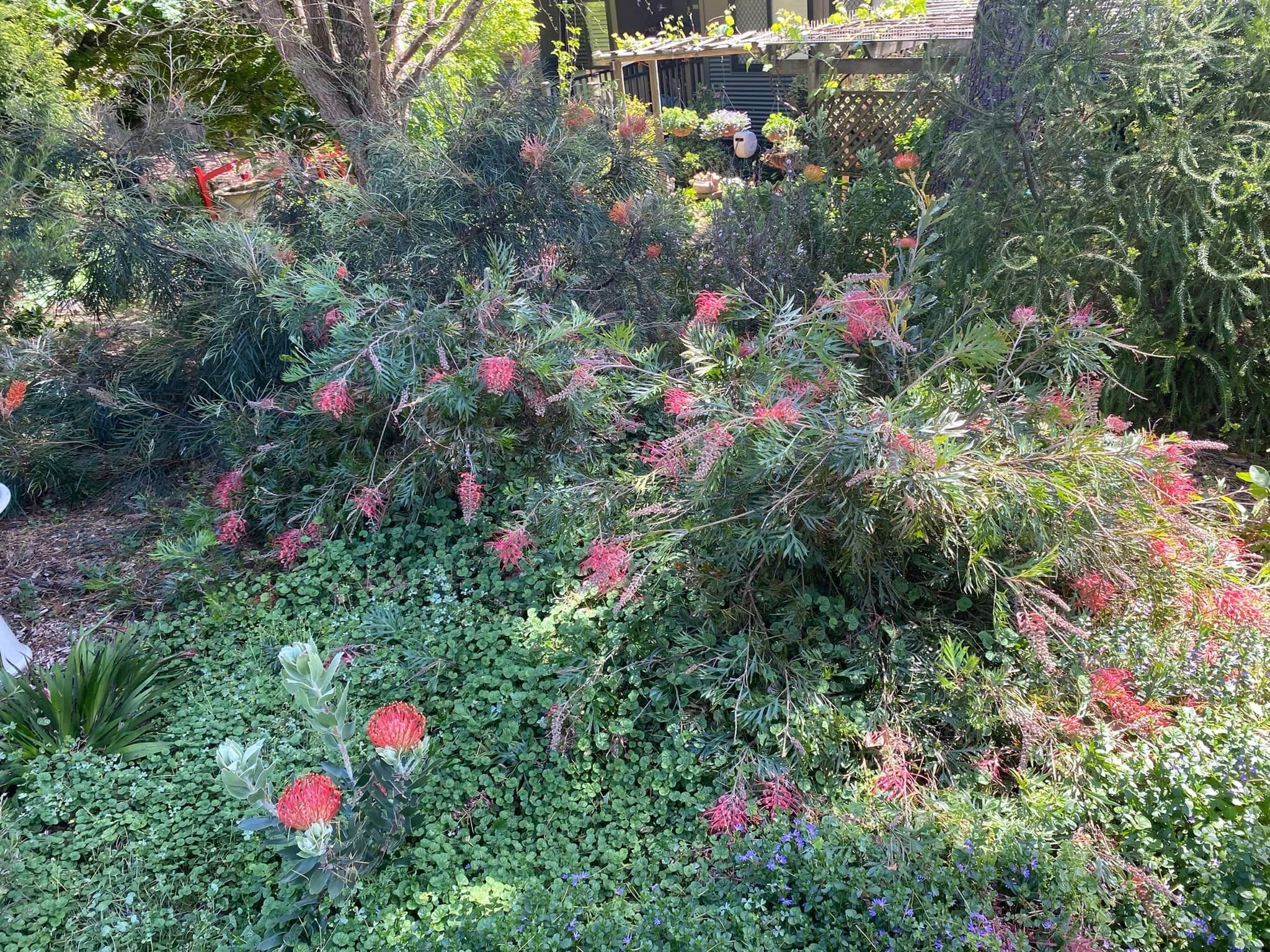 Red Gables Private Garden - Toowoomba Garden Festival 2024 Image -66ff1ab9062de