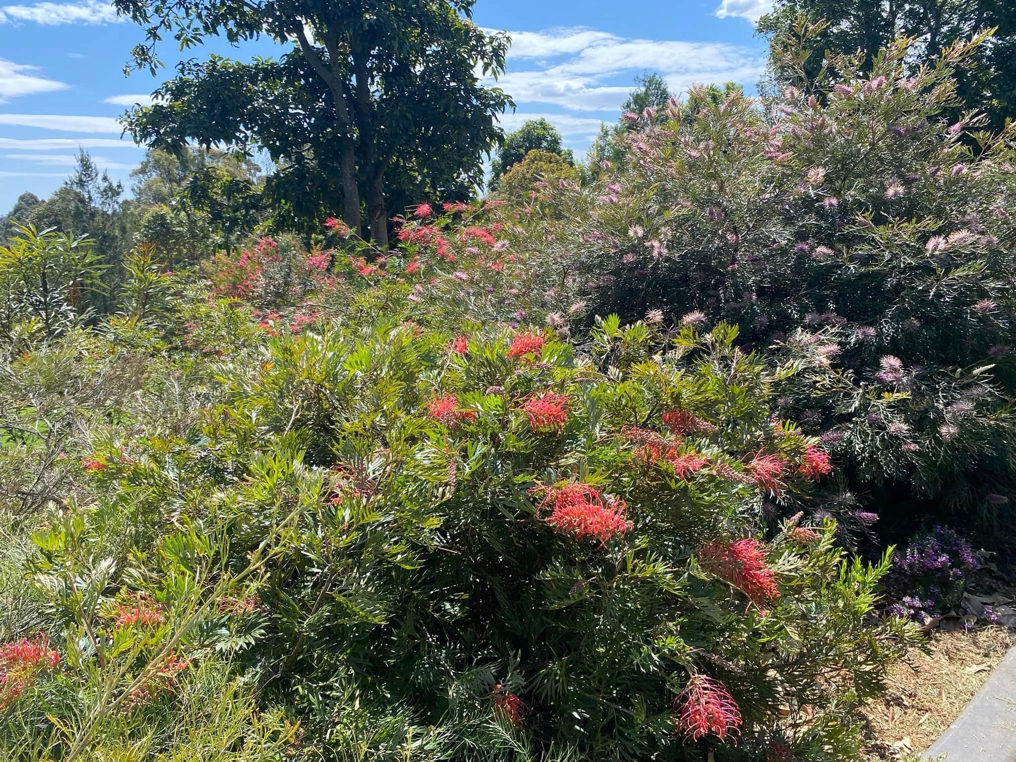 Red Gables Private Garden - Toowoomba Garden Festival 2024 Image -66ff1abab311b