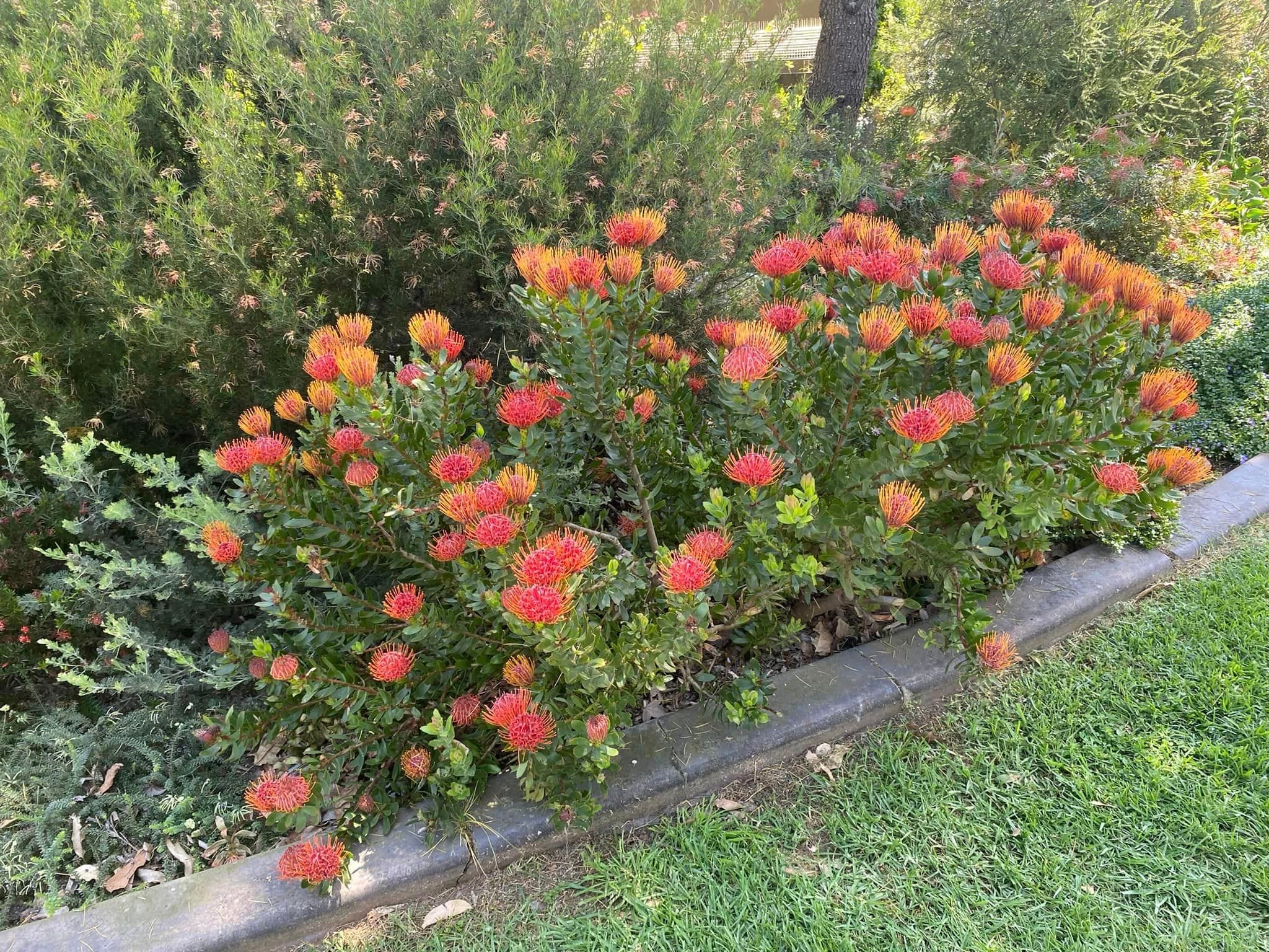 Red Gables Private Garden - Toowoomba Garden Festival 2024