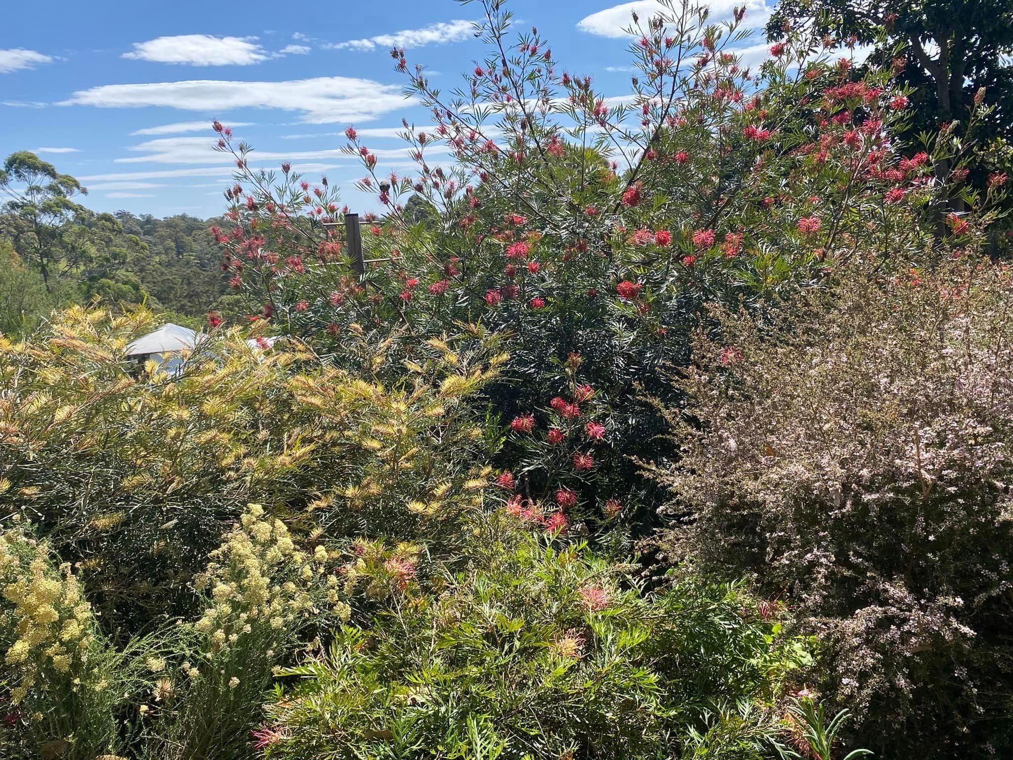 Red Gables Private Garden - Toowoomba Garden Festival 2024 Image -66ff1ac06a0a6